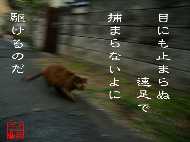 逃げるが勝ちって言うんだにゃん.jpg
