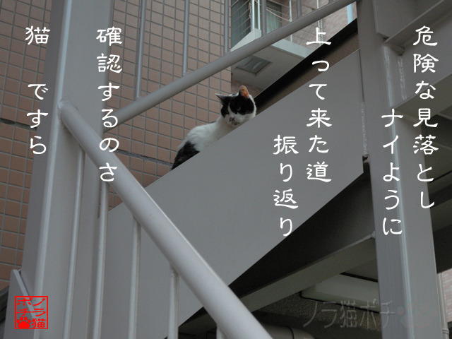 違和感あるなら止まれだにゃん.jpg