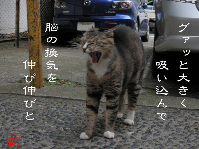 凝りや詰まりをほぐしつつ ノラ猫ポチと自由猫