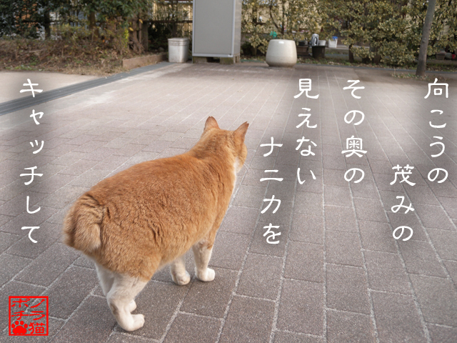 野生のカンなら視えるのにゃん.jpg