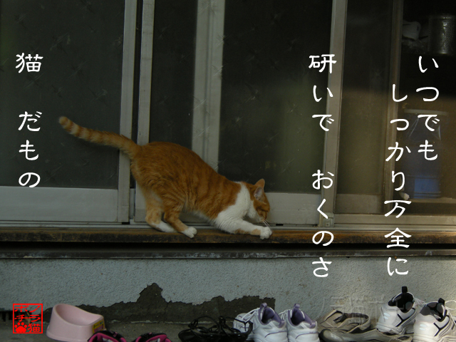 野生の本能大事だにゃん.jpg