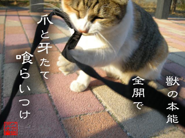 野良でいられる基礎なのにゃん.jpg