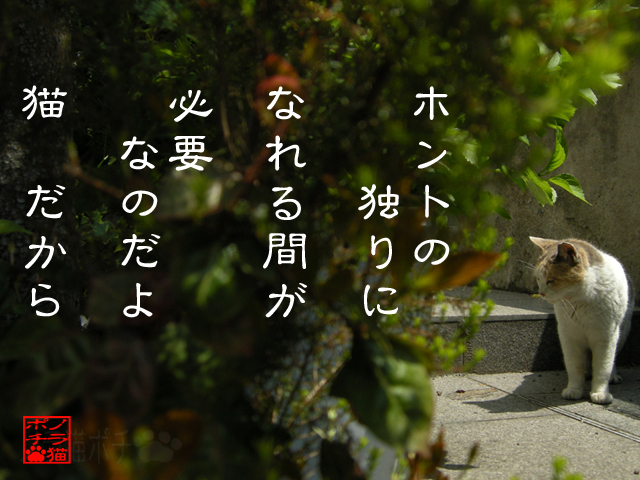 雑音ない場で向き合うにゃん.jpg