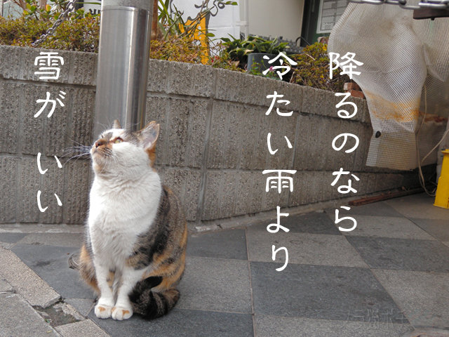 雪がいいにゃん.jpg