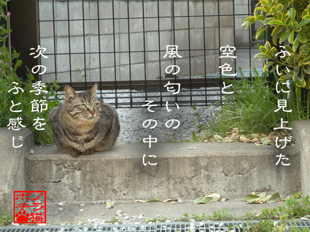 雲も匂いも変わったにゃん.jpg