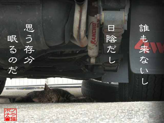 頭上もここなら安心にゃん.jpg
