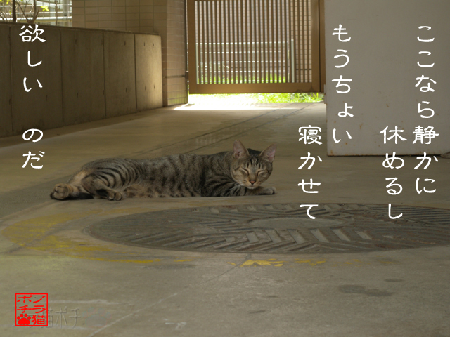風の通りも最適にゃん.jpg