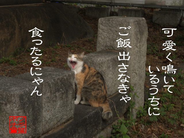 食い物よこせにゃ.jpg