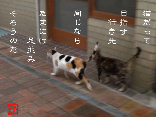 餌場巡りにいざ行くにゃん.jpg