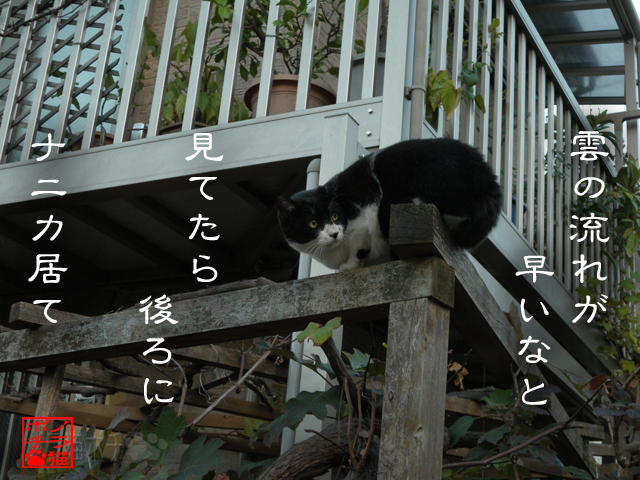 髭で感じる気配だにゃん.jpg