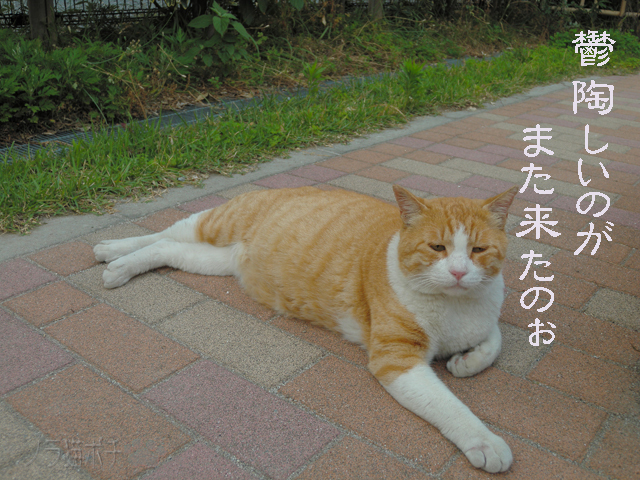 鬱陶しいにゃ.jpg