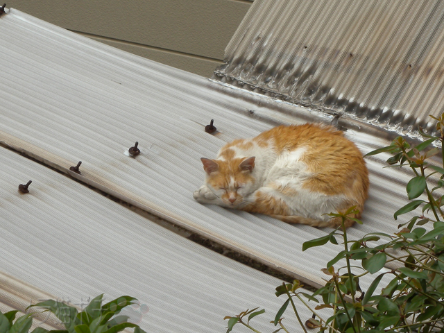 屋根の上の眠り猫 ノラ猫ポチと自由猫