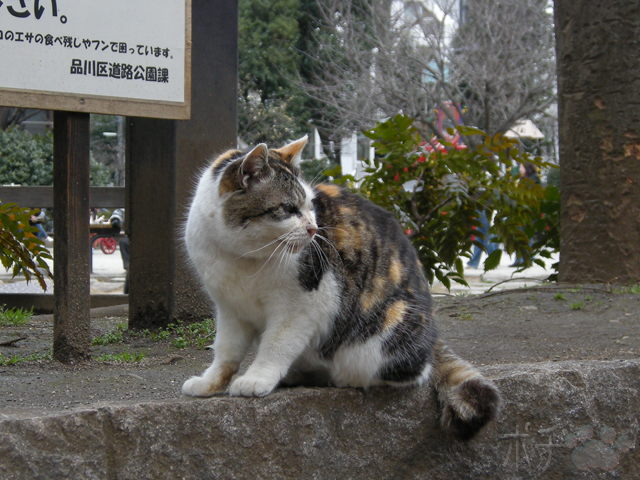 RSCN6225.jpg